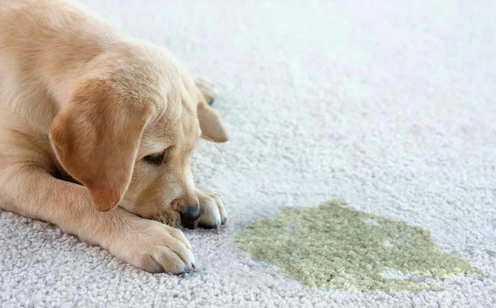 illustration d'un accident d'animaux sur tapis ou moquette